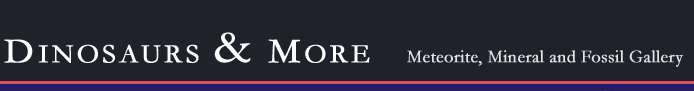 Dinosaurs & More :: Meteorite, Mineral & Fossil Gallery